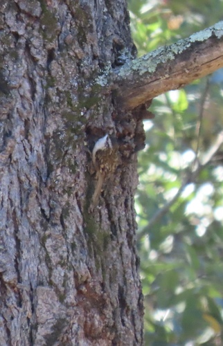 Brown Creeper seen in Sonoma Valley