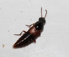 Quedius nemoralis