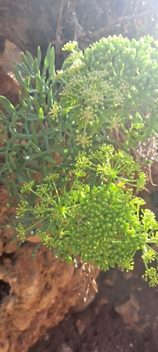 rock samphire