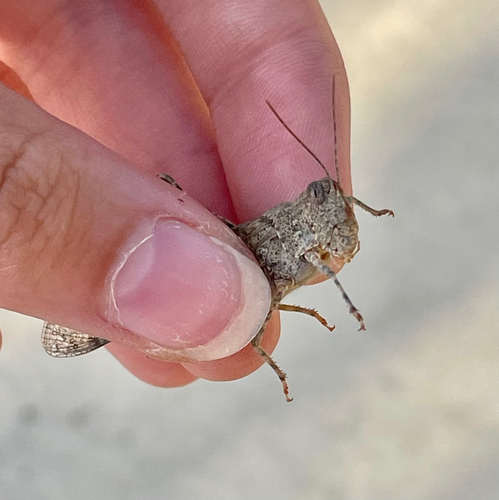 Pallid-winged Grasshopper