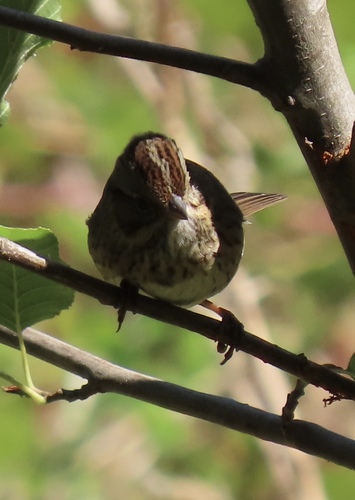 Song Sparrow seen in Sonoma Valley
