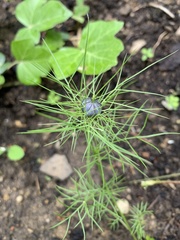 Nigella