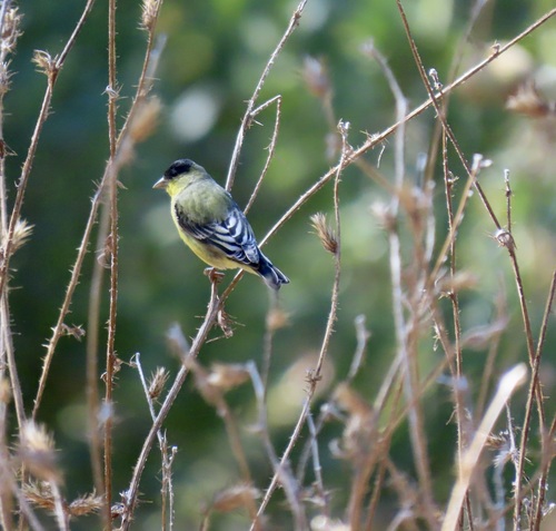 Lesser Goldfinch seen in Sonoma Valley