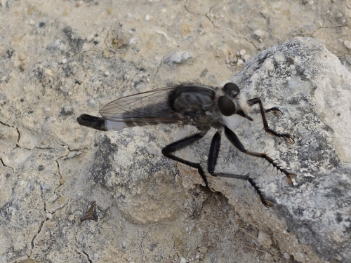 Efferia kelloggi