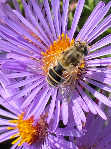 Eurasian Drone Fly
