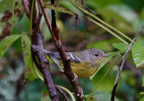 Magnolia Warbler