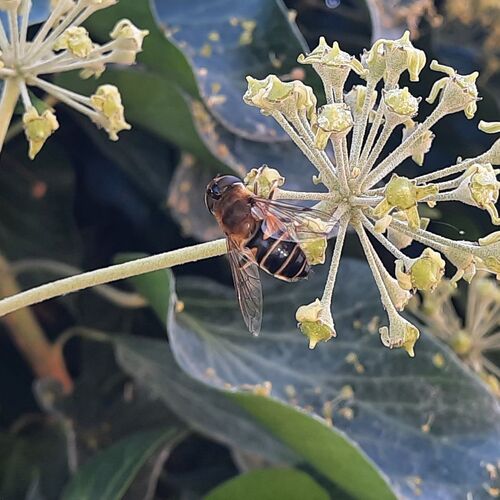 Eristalis similis