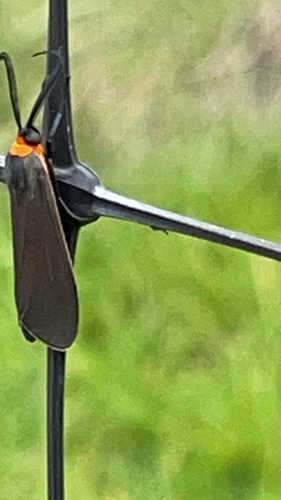 Yellow-collared Scape Moth