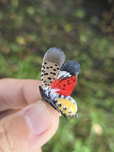Spotted Lanternfly