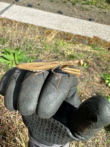 European Mantis