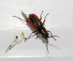 Malachius kraussi