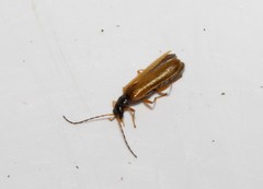 Rhagonycha lignosa