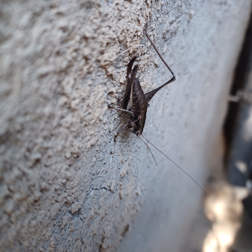 Dark Bush-cricket