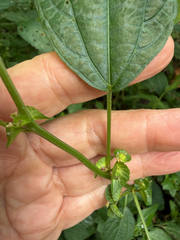 Acalypha australis, photograph (c) betsyyyy, some rights reserved (CC BY)