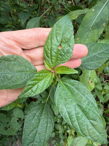 Acalypha australis, photograph 3