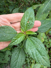 Acalypha australis, photograph (c) betsyyyy, some rights reserved (CC BY)