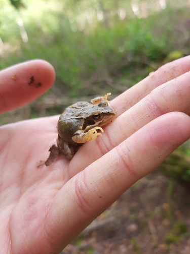 European Common Frog