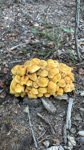 Sulphur Tuft