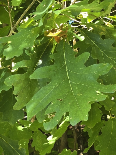 white oak