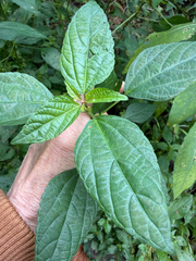 Acalypha australis, photograph (c) betsyyyy, some rights reserved (CC BY)