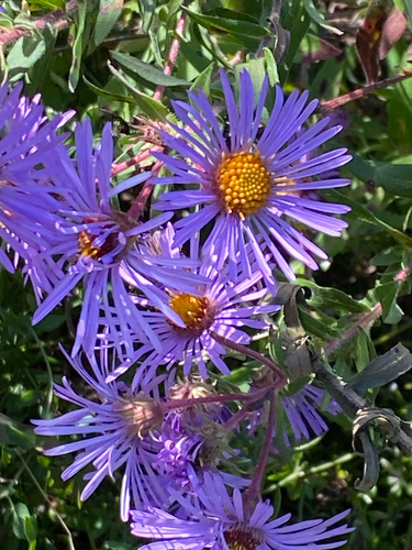 New England aster
