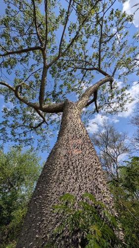 Ceiba chodatii, photograph 5