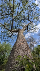 (c) Thibaud Aronson, some rights reserved (CC BY-SA) Ceiba chodatii, photograph (c) Thibaud Aronson, some rights reserved (CC BY-SA)