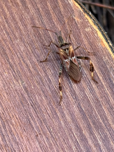 Western Conifer Seed Bug