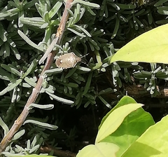 Holcostethus albipes