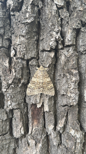 French Red Underwing
