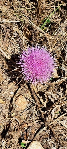 Pine Thistle