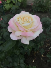 Rosa