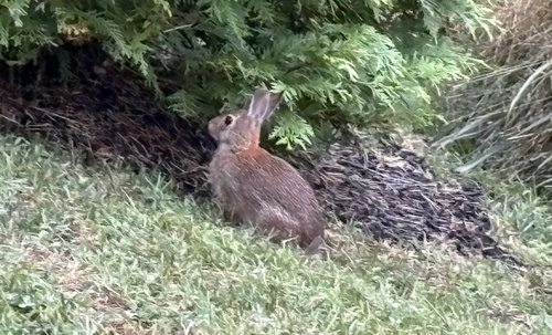 Eastern Cottontail