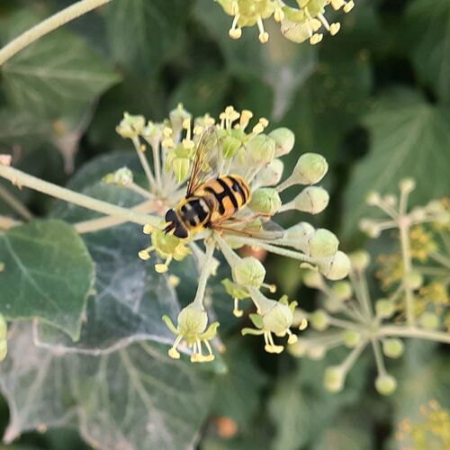 Yellow-haired Sun Fly
