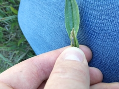 Aspilapteryx tringipennella