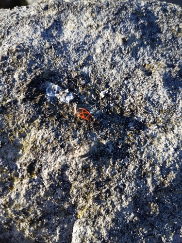 European Firebug
