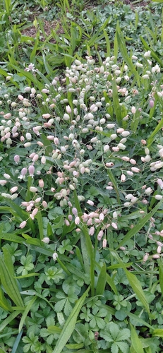 bladder campion