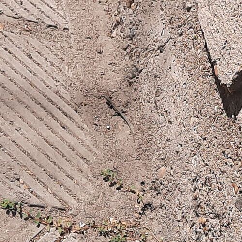 Common Wall Lizard