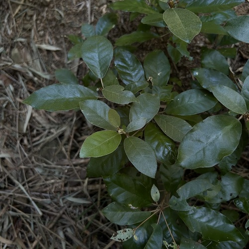 Croton cascarilloides observed 2026-09-22