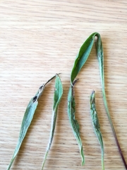 Aspilapteryx tringipennella