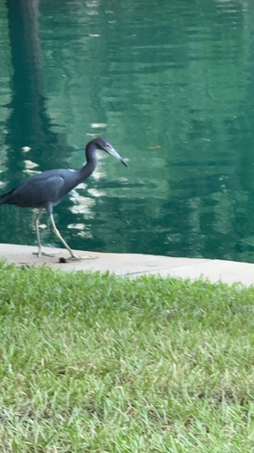 Little Blue Heron