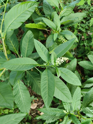 American pokeweed