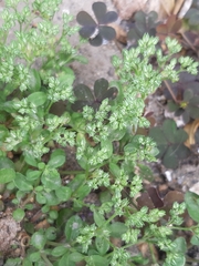 Polycarpon tetraphyllum
