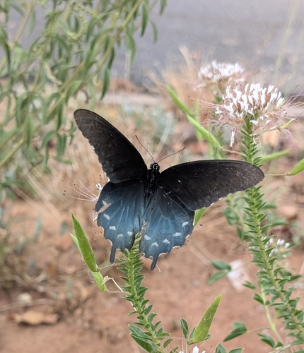 Pipevine Swallowtail