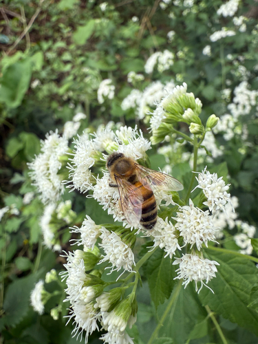 Western Honey Bee