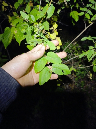 Fly Honeysuckle