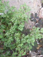 Polycarpon tetraphyllum