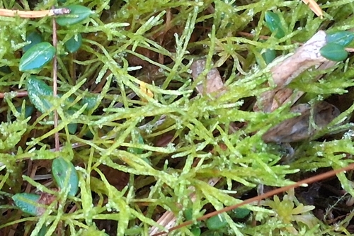 Straw Spear-moss