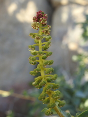 Anisomeria littoralis, photograph (c) Gaston Carvallo B., some rights reserved (CC BY)