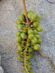 Anisomeria littoralis, photograph (c) Gaston Carvallo B., some rights reserved (CC BY)